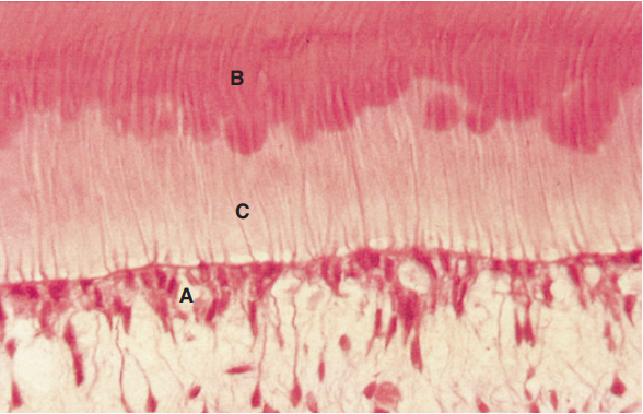 Biologi Jaringan Gigi: Dentin